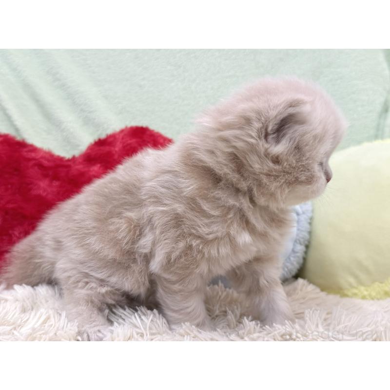 販売中の大阪府のブリティッシュロングヘア-138987の5枚目