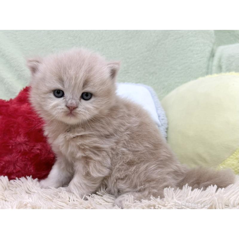 販売中の大阪府のブリティッシュロングヘア-138987の4枚目