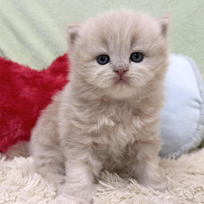 販売中の大阪府のブリティッシュロングヘア-138987の2枚目