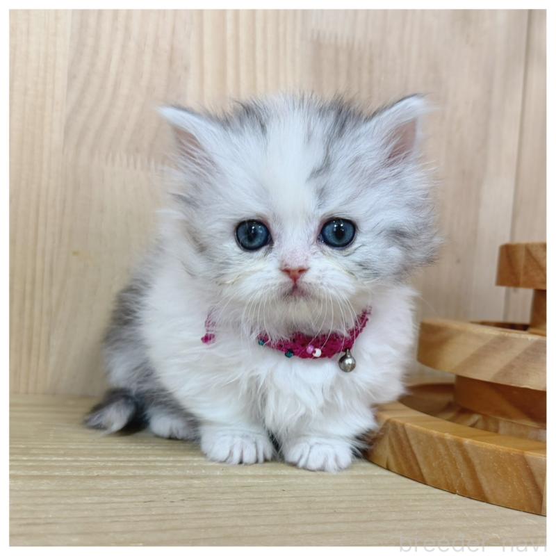 販売中の長野県のミヌエット(短足)-138989の8枚目