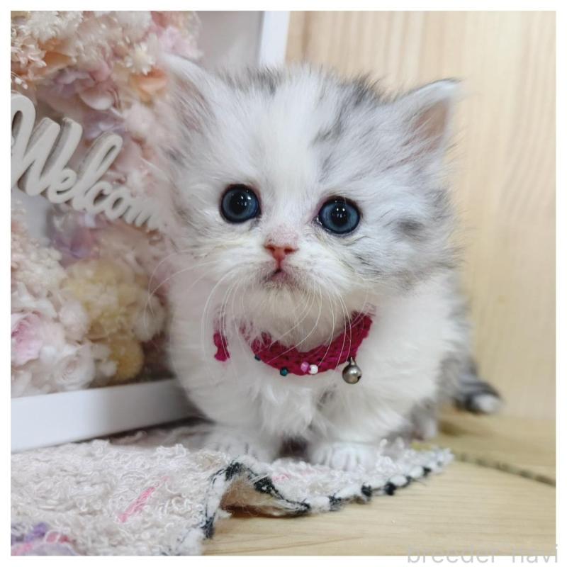 販売中の長野県のミヌエット(短足)-138989の1枚目