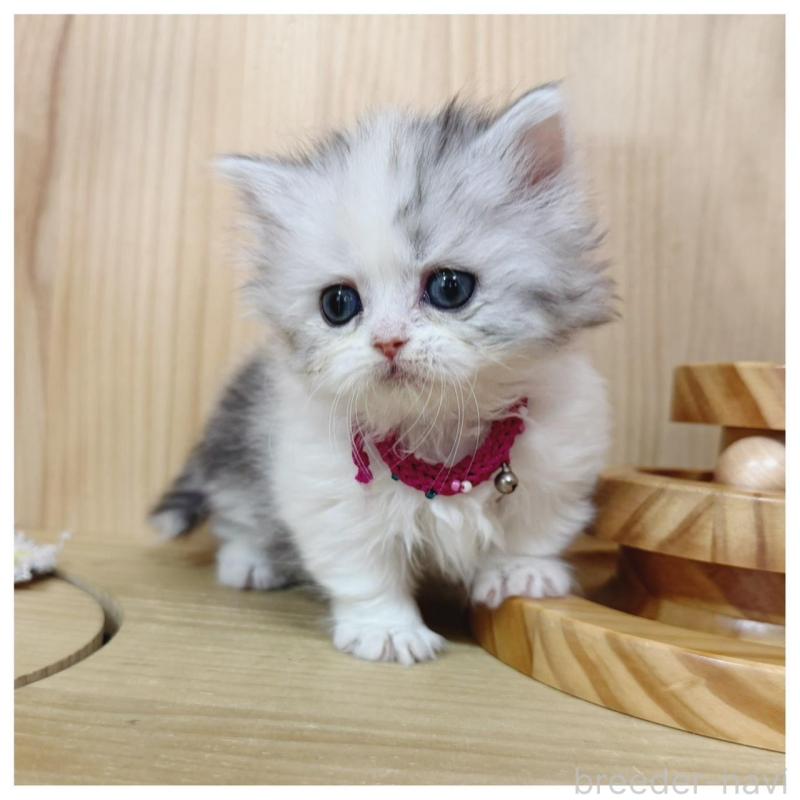 販売中の長野県のミヌエット(短足)-138989の7枚目