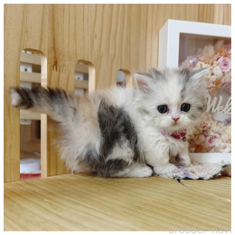 販売中の長野県のミヌエット(短足)-138989の6枚目