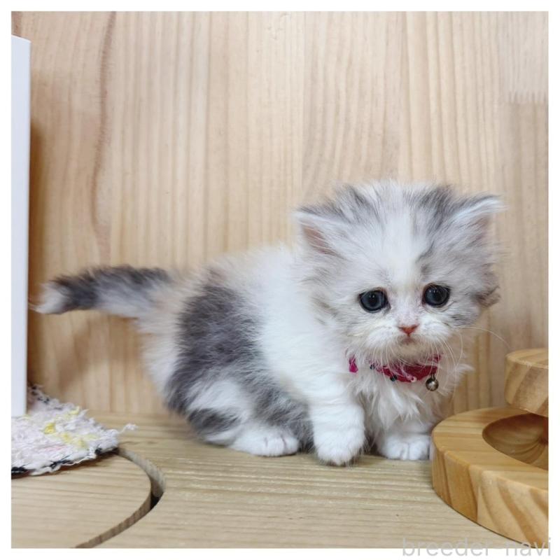 販売中の長野県のミヌエット(短足)-138989の5枚目