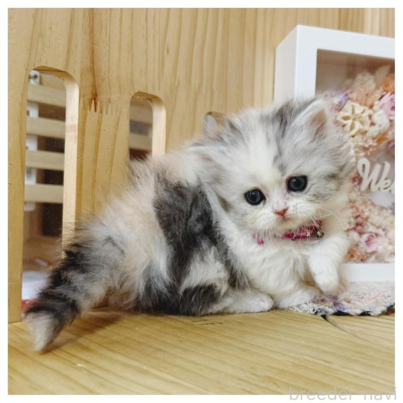 販売中の長野県のミヌエット(短足)-138989の4枚目