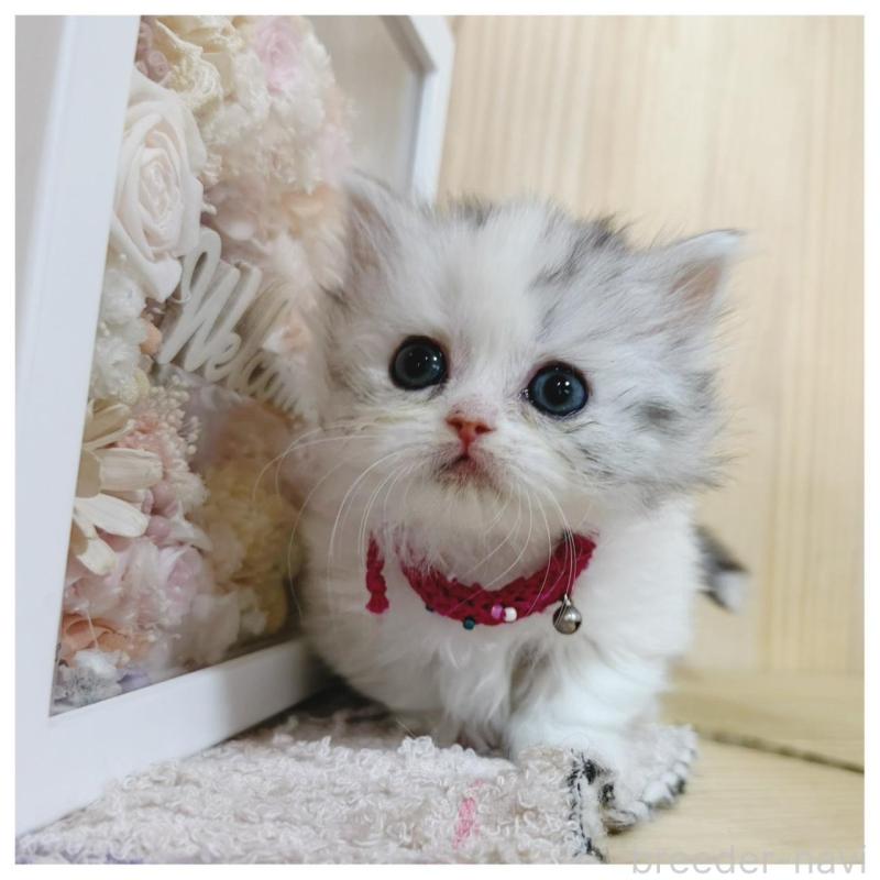 販売中の長野県のミヌエット(短足)-138989の3枚目