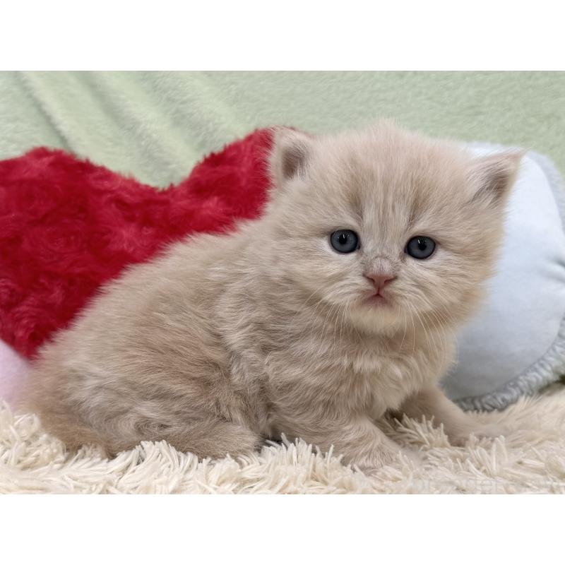 販売中の大阪府のブリティッシュロングヘア-138988の6枚目