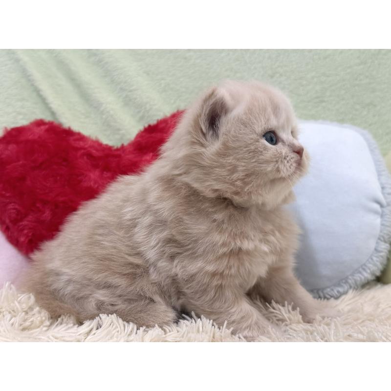 販売中の大阪府のブリティッシュロングヘア-138988の5枚目