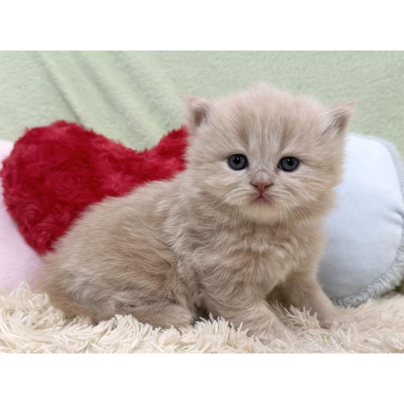 販売中の大阪府のブリティッシュロングヘア-138988の4枚目