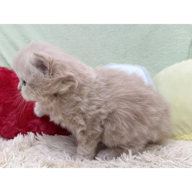 販売中の大阪府のブリティッシュロングヘア-138988の3枚目