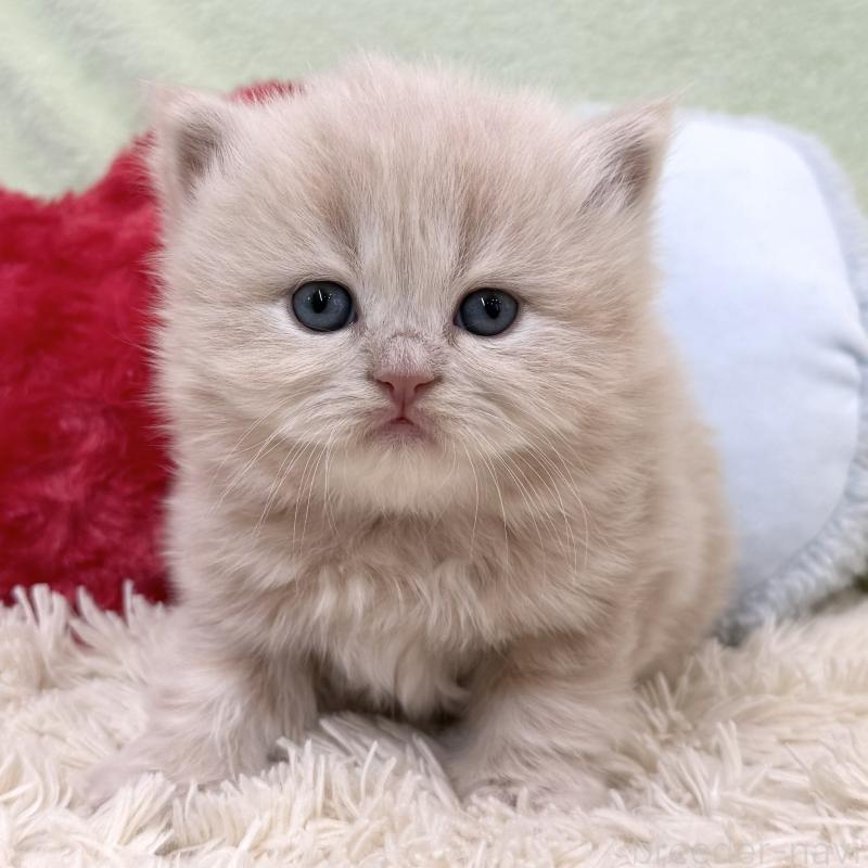 販売中の大阪府のブリティッシュロングヘア-138988の2枚目