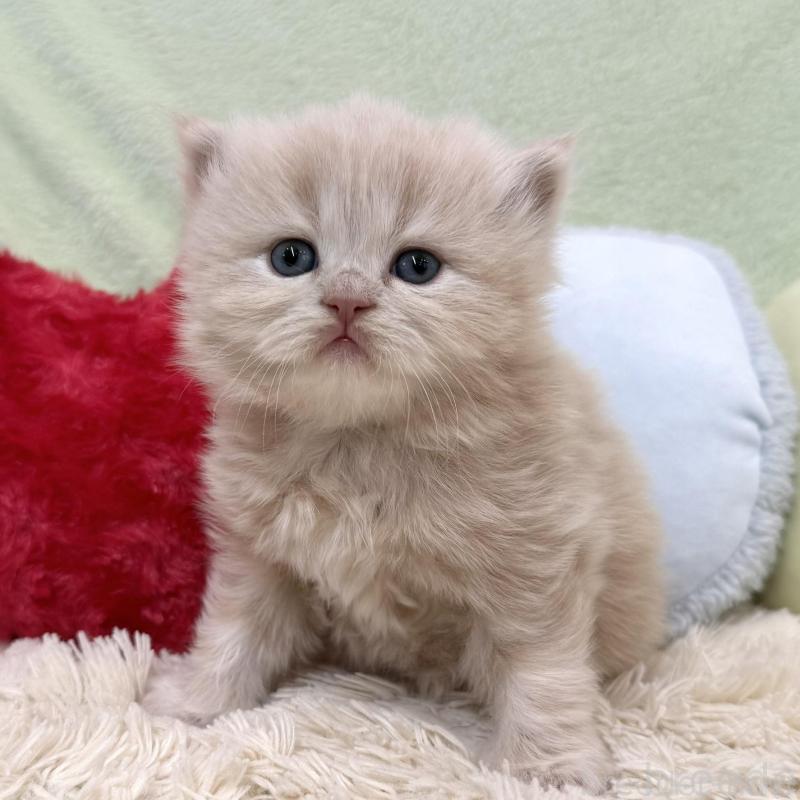 販売中の大阪府のブリティッシュロングヘア-138988