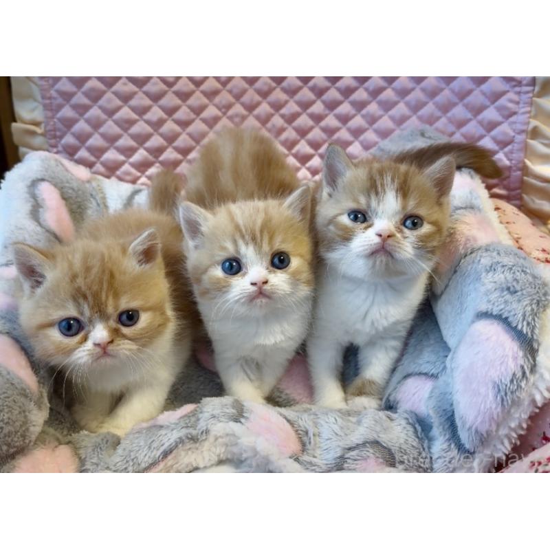 販売中の大阪府のエキゾチックショートヘア-138990の8枚目