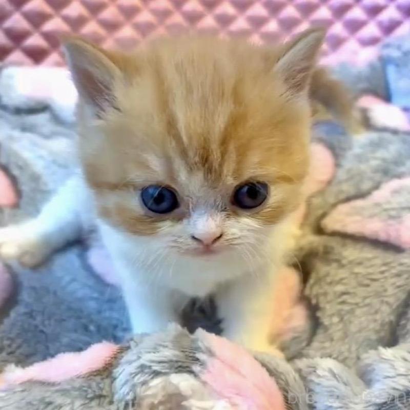 販売中の大阪府のエキゾチックショートヘア-138990の7枚目