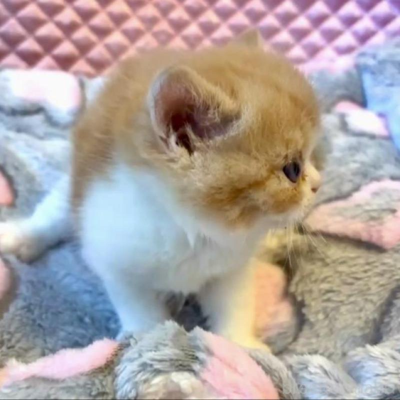 販売中の大阪府のエキゾチックショートヘア-138990の6枚目