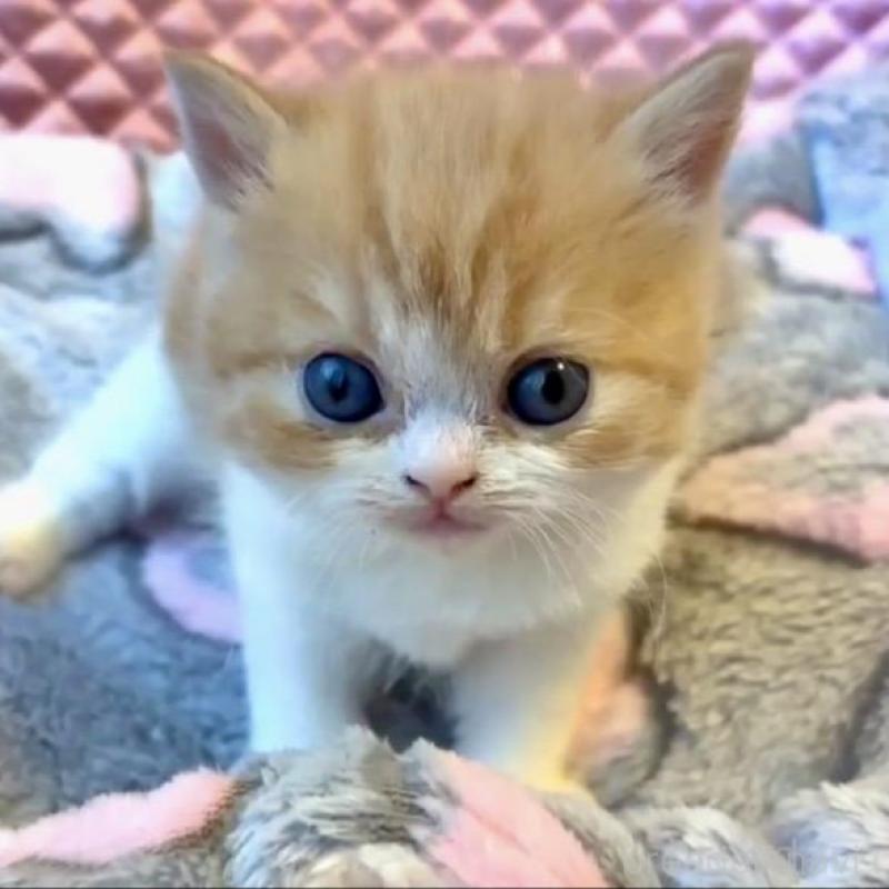 販売中の大阪府のエキゾチックショートヘア-138990の5枚目