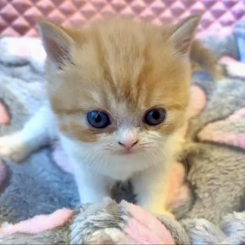 販売中の大阪府のエキゾチックショートヘア-138990の4枚目