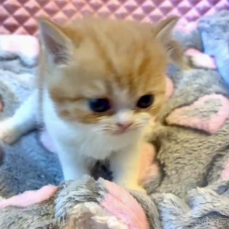 販売中の大阪府のエキゾチックショートヘア-138990の3枚目