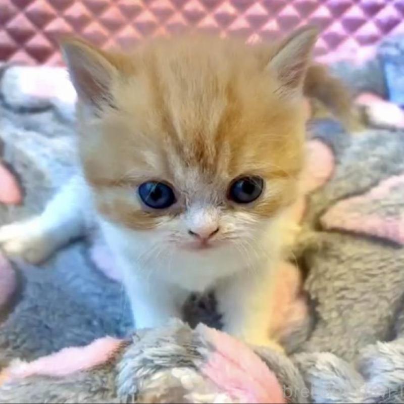 販売中の大阪府のエキゾチックショートヘア-138990の2枚目