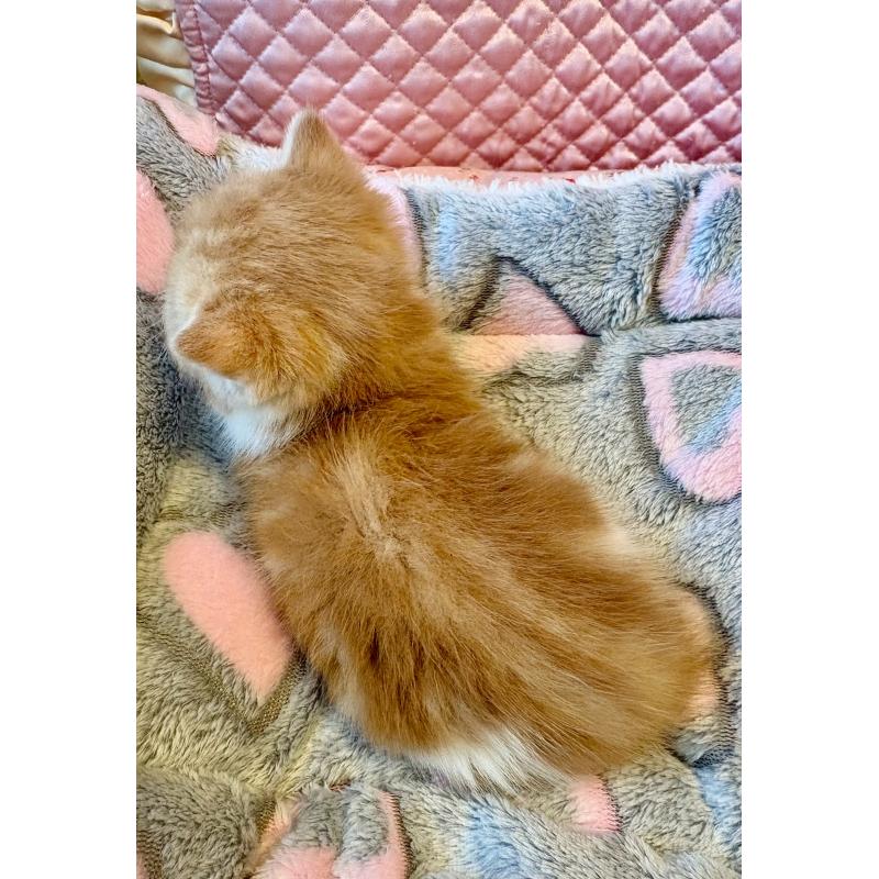 販売中の大阪府のエキゾチックショートヘア-138991の9枚目