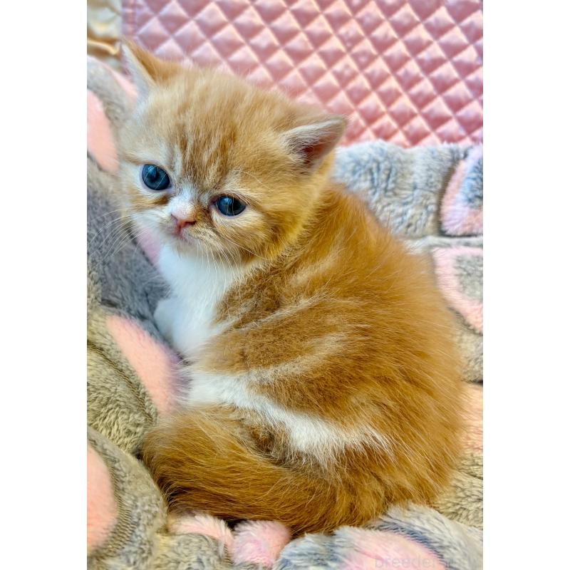 販売中の大阪府のエキゾチックショートヘア-138991の8枚目