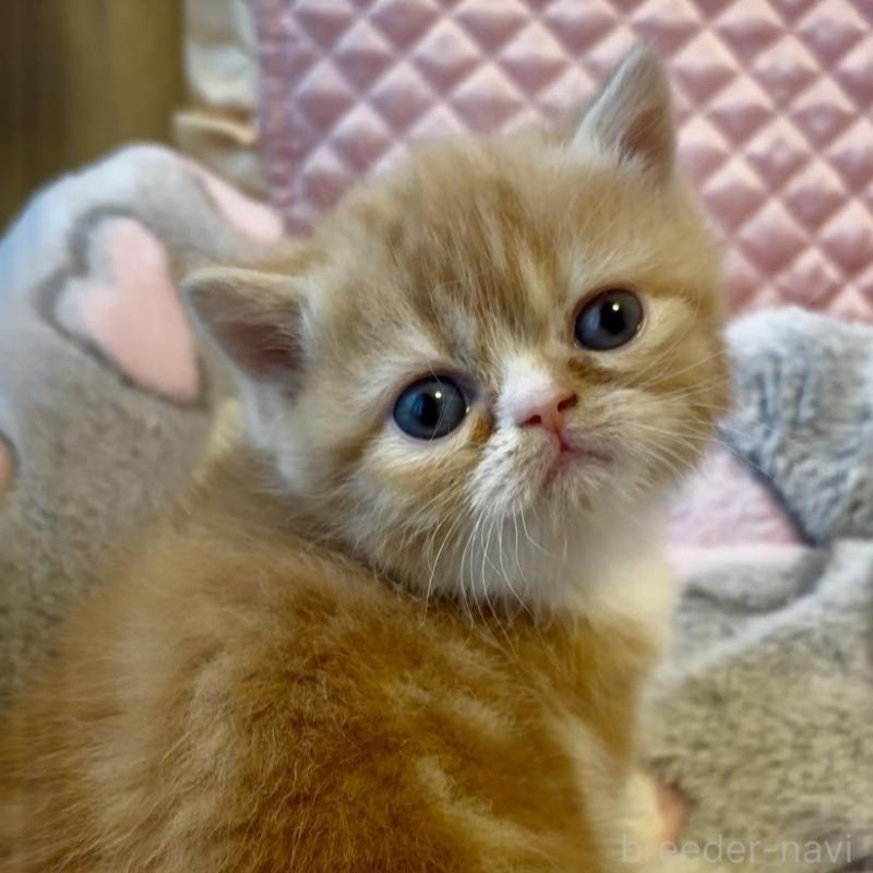 販売中の大阪府のエキゾチックショートヘア-138991の7枚目