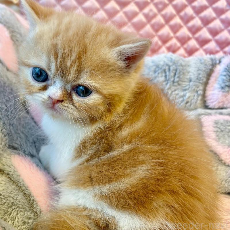 販売中の大阪府のエキゾチックショートヘア-138991の6枚目