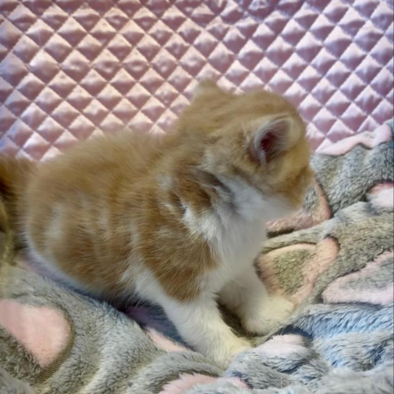 販売中の大阪府のエキゾチックショートヘア-138991の5枚目