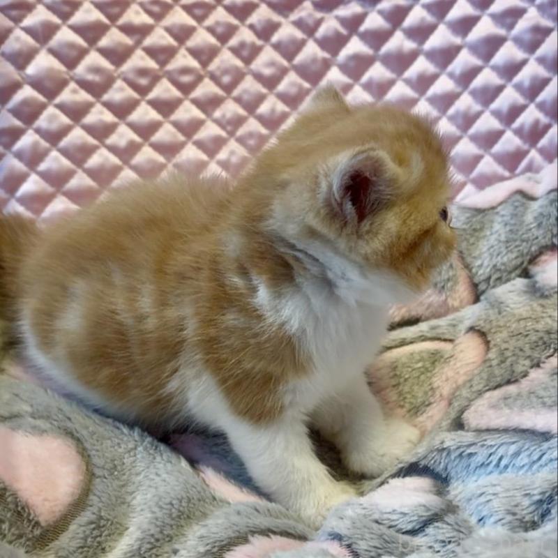 販売中の大阪府のエキゾチックショートヘア-138991の4枚目