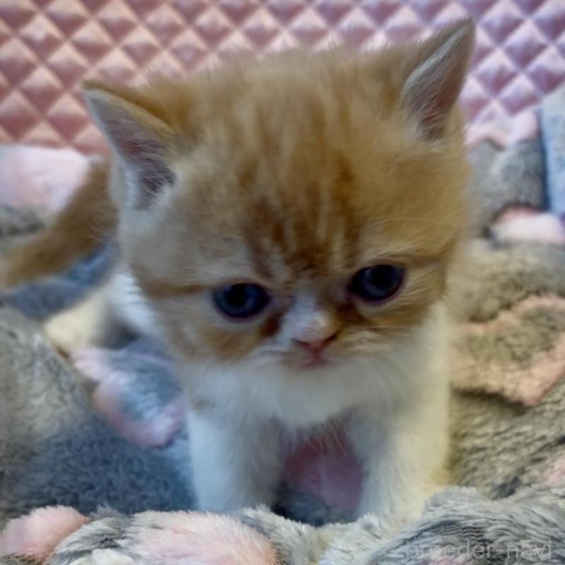 販売中の大阪府のエキゾチックショートヘア-138991の3枚目