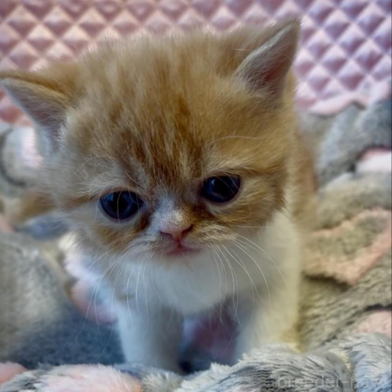 販売中の大阪府のエキゾチックショートヘア-138991の2枚目