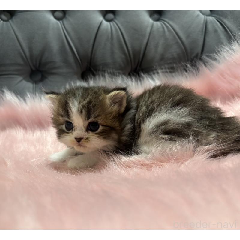 販売中の鹿児島県のスコティッシュフォールド-138992の5枚目