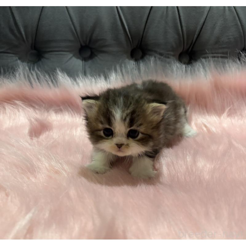 販売中の鹿児島県のスコティッシュフォールド-138992の3枚目