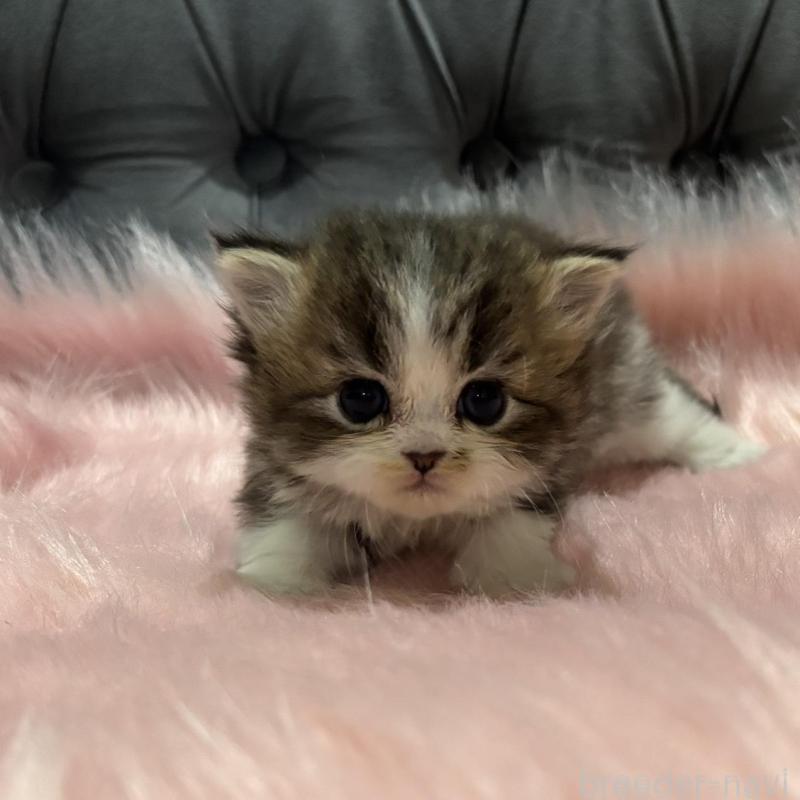 販売中の鹿児島県のスコティッシュフォールド-138992