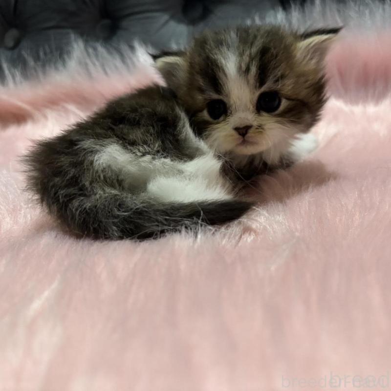 販売中の鹿児島県のスコティッシュフォールド-138992の2枚目