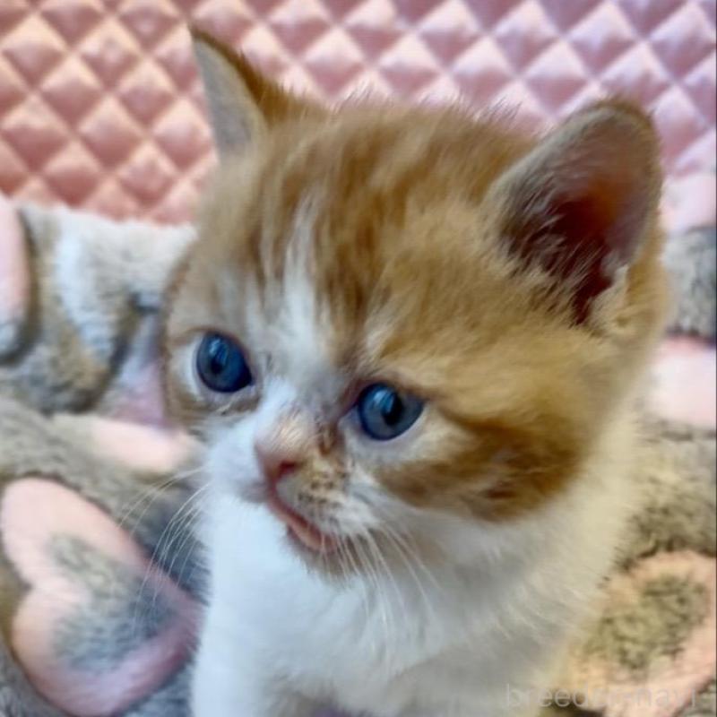 販売中の大阪府のエキゾチックショートヘア-138993の5枚目