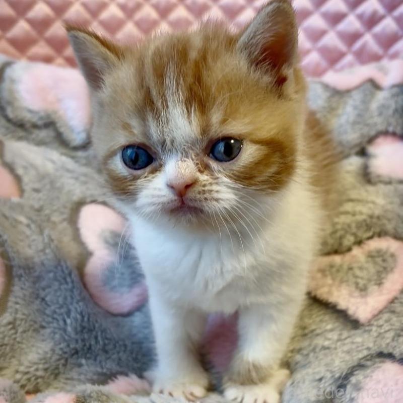 販売中の大阪府のエキゾチックショートヘア-138993の4枚目