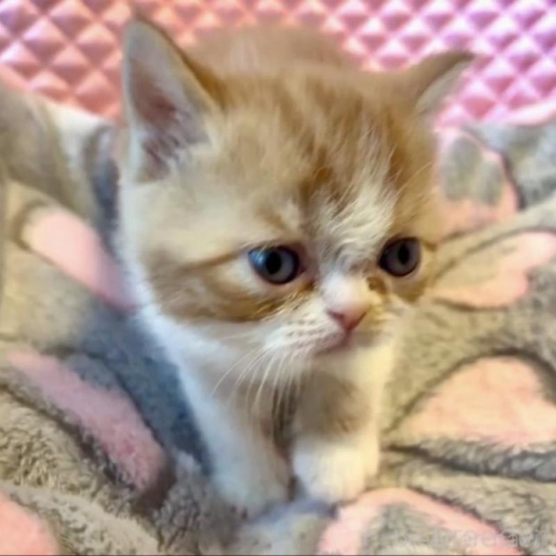 販売中の大阪府のエキゾチックショートヘア-138993の3枚目