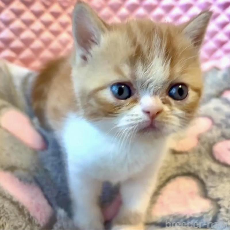 販売中の大阪府のエキゾチックショートヘア-138993の2枚目