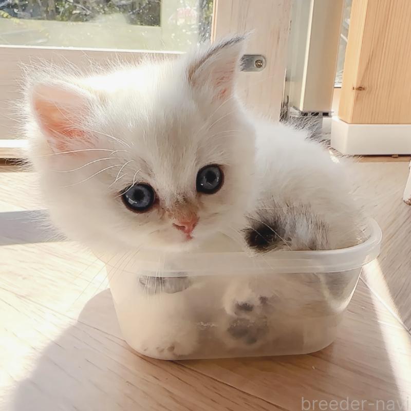 販売中の兵庫県のブリティッシュショートヘア-138521