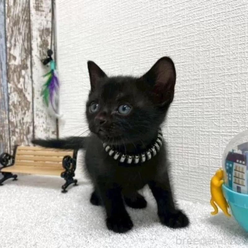 販売中の北海道のボンベイ-138995の2枚目