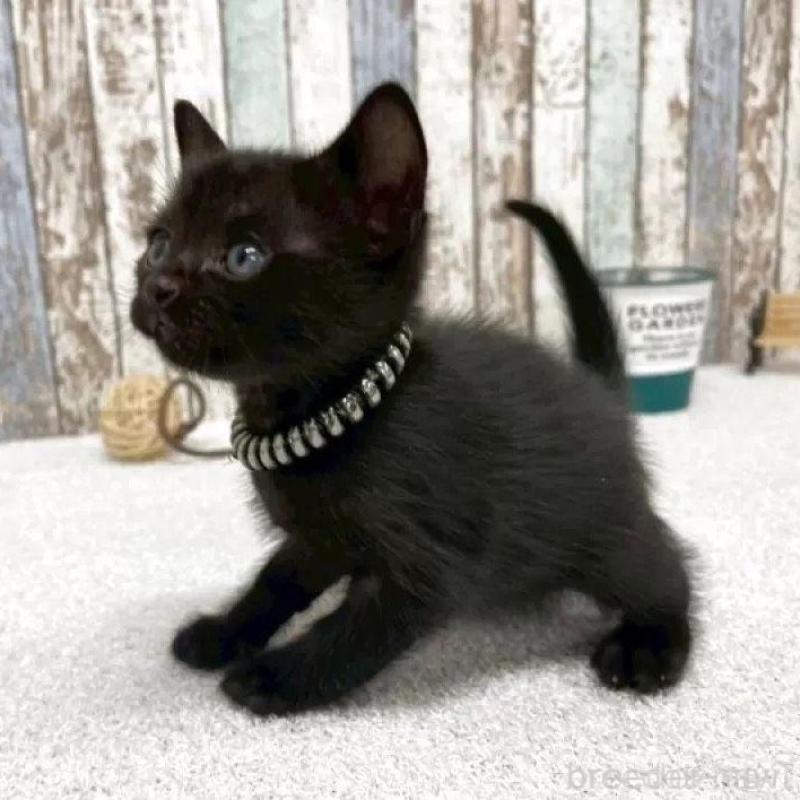 販売中の北海道のボンベイ-138995