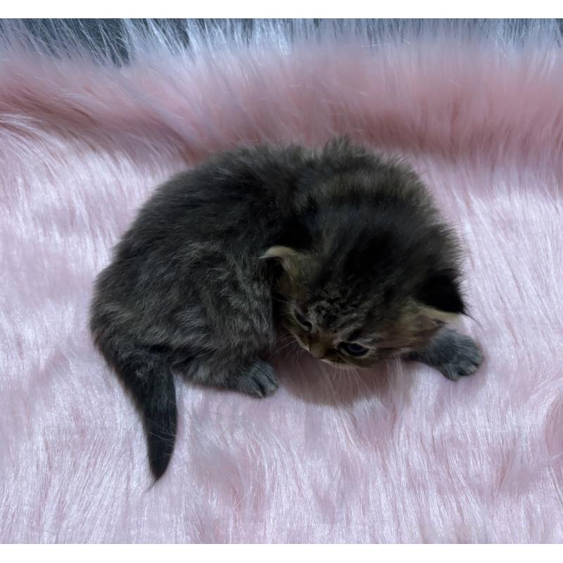 販売中の鹿児島県のスコティッシュフォールド-138994の6枚目