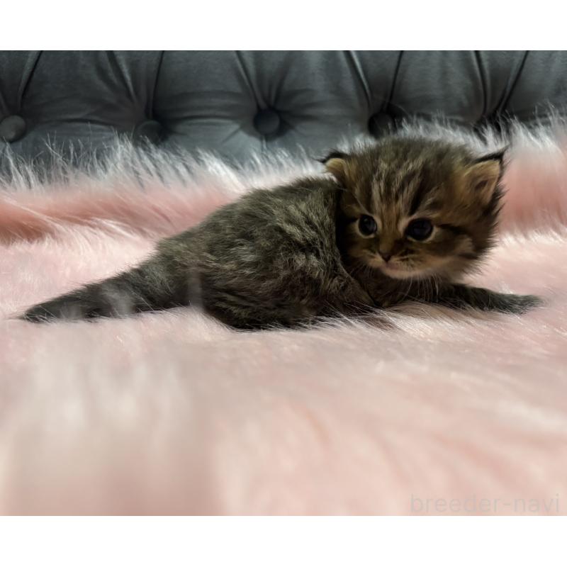 販売中の鹿児島県のスコティッシュフォールド-138994の5枚目