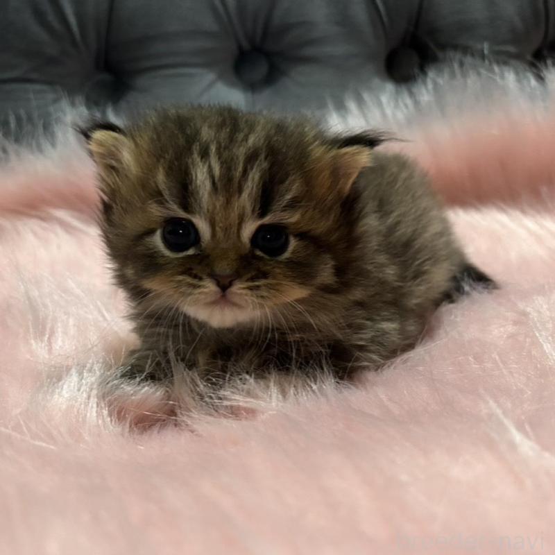 販売中の鹿児島県のスコティッシュフォールド-138994の3枚目