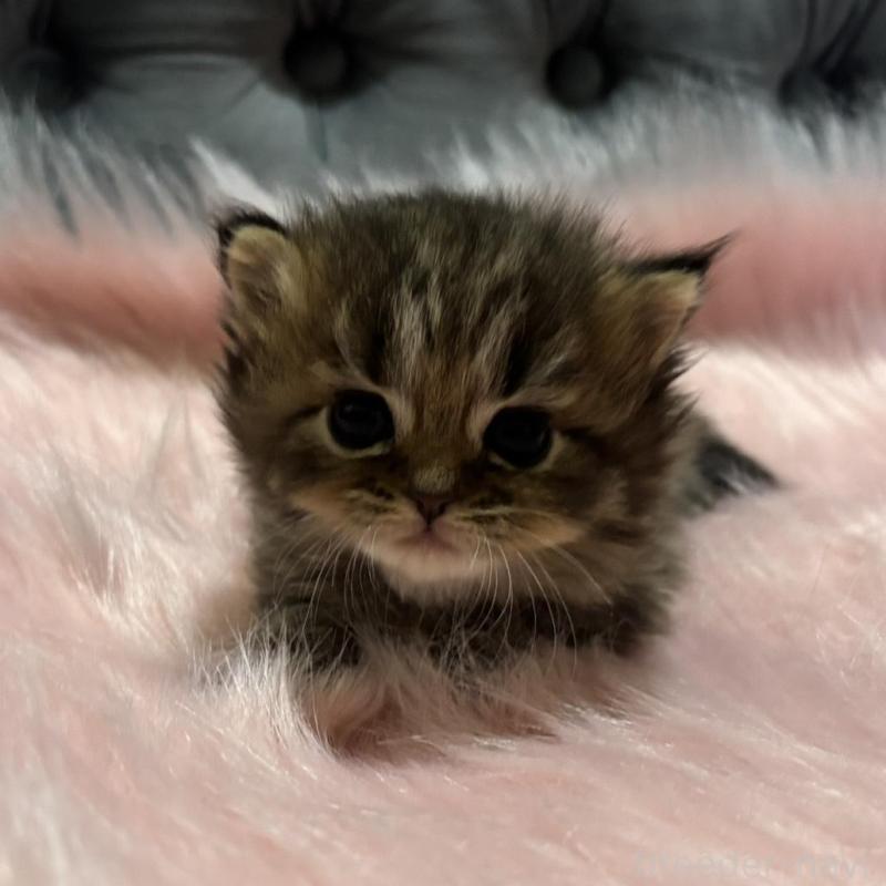 販売中の鹿児島県のスコティッシュフォールド-138994