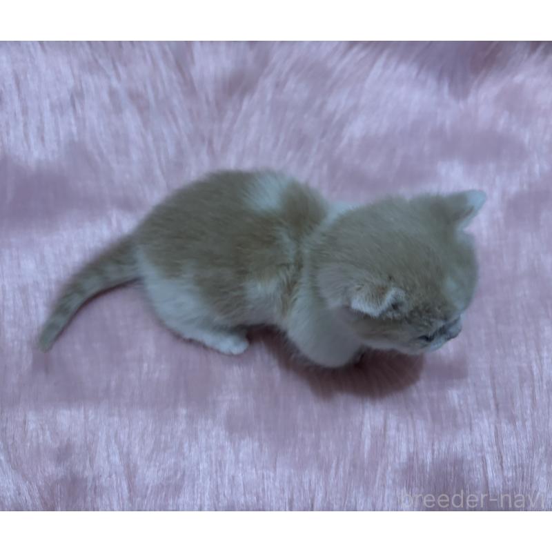 販売中の鹿児島県のマンチカン(短足)-138996の6枚目