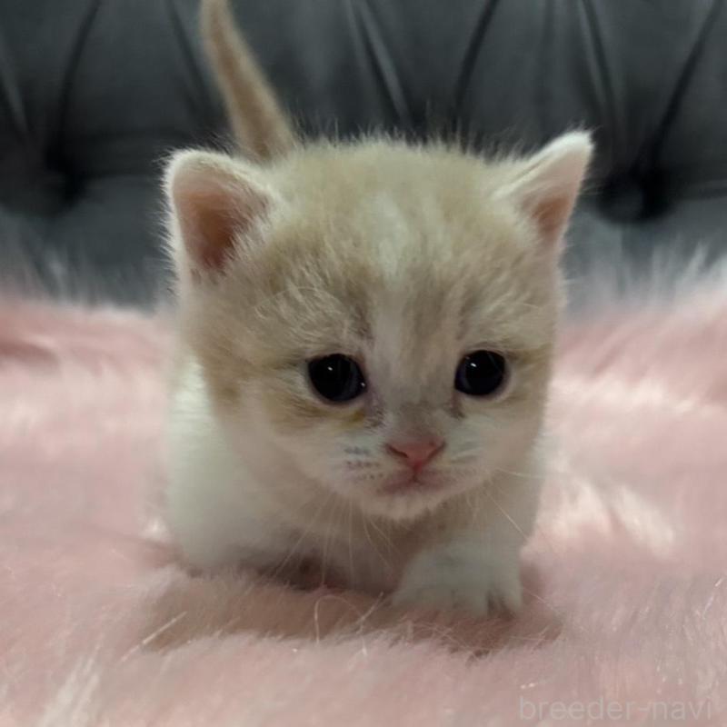 販売中の鹿児島県のマンチカン(短足)-138996の5枚目