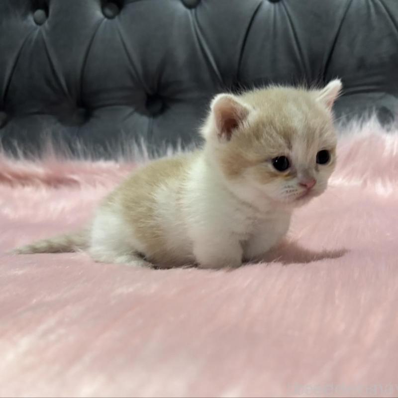 販売中の鹿児島県のマンチカン(短足)-138996の4枚目