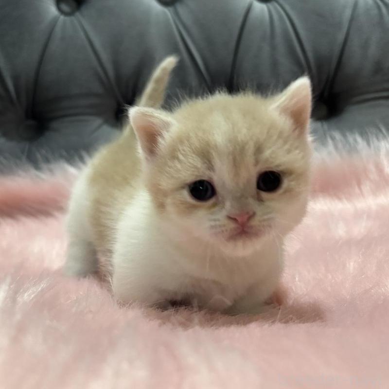 販売中の鹿児島県のマンチカン(短足)-138996の1枚目